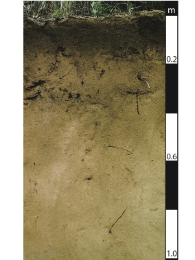Arenosol soil near Dalby, Queensland.