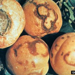 Fruit symptoms of plum pox