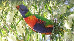 lorikeet