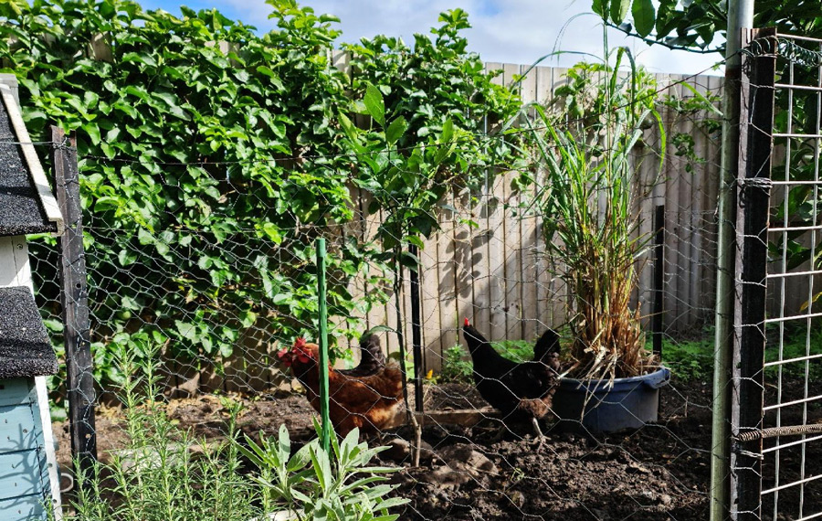 chickens in a garden