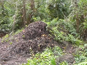 Image of bushland with some dried out scrub