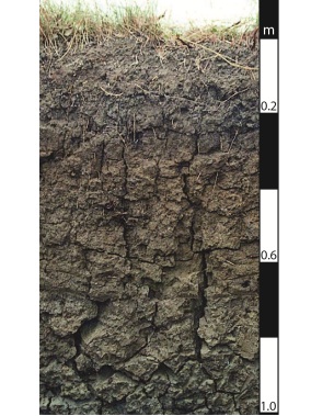 Vertosol soil in Beaudesert, Queensland