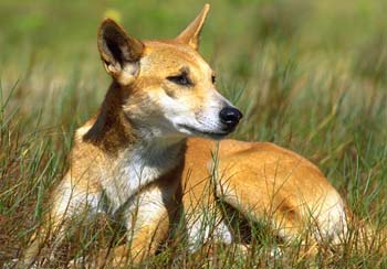 Dingo sitting in grass looking away to the right