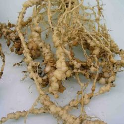 Close up of root affected by guava root-knot nematode