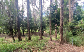 Photo of the Stanley River site, downstream of Woodford. 3 hectares including 3 properties.