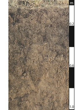 Dermosol soil in Wivenhoe Pocket, Queensland