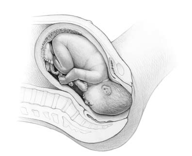 Baby in the womb, head down, facing the mother&rsquo;s spine.