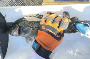 Photo of a person taking a cod\'s measurements and DNA.