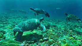 Raine Island Recovery Project