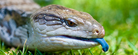 Blue tongue lizard