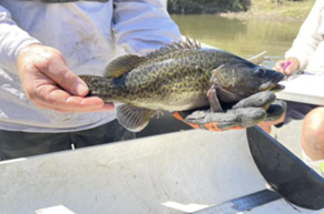 Photo of a Mary River cod caught during surveys.
