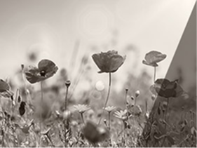 Veterans portal - Grants and commemoration