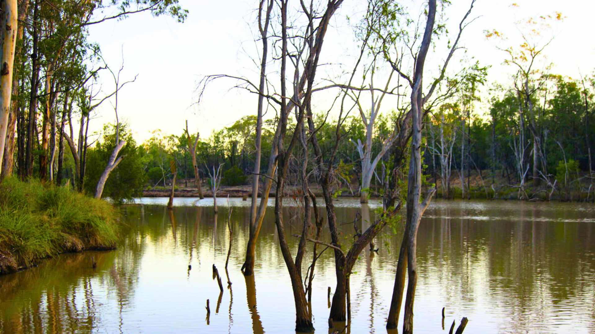 Still water with dead trees rising above the surface and bushland on the banks.