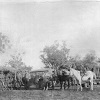 One of the first camps at Mt Isa, 1923. Copyright State of Queensland