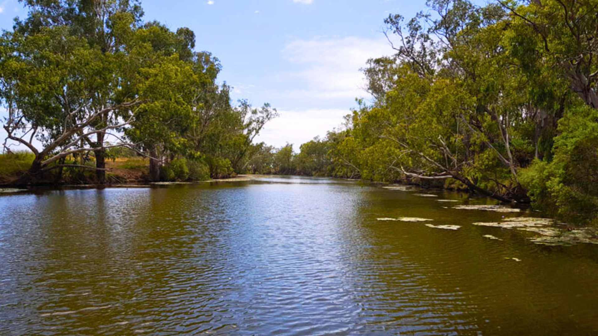 Small weir pool lined with gum trees and grassy banks.