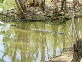Crocodile lurking in the water, hardly visible
