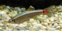 White cloud minnow