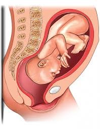 Baby in the womb, head down, facing the mother&rsquo;s stomach.