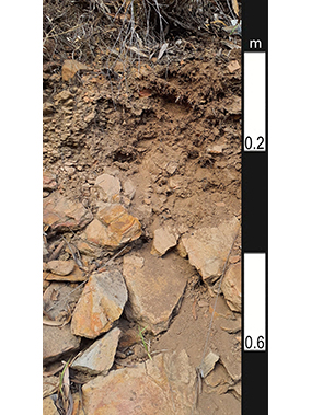 Tenosol soil in Dysart, Queensland