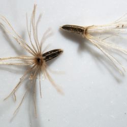 Mikania seeds