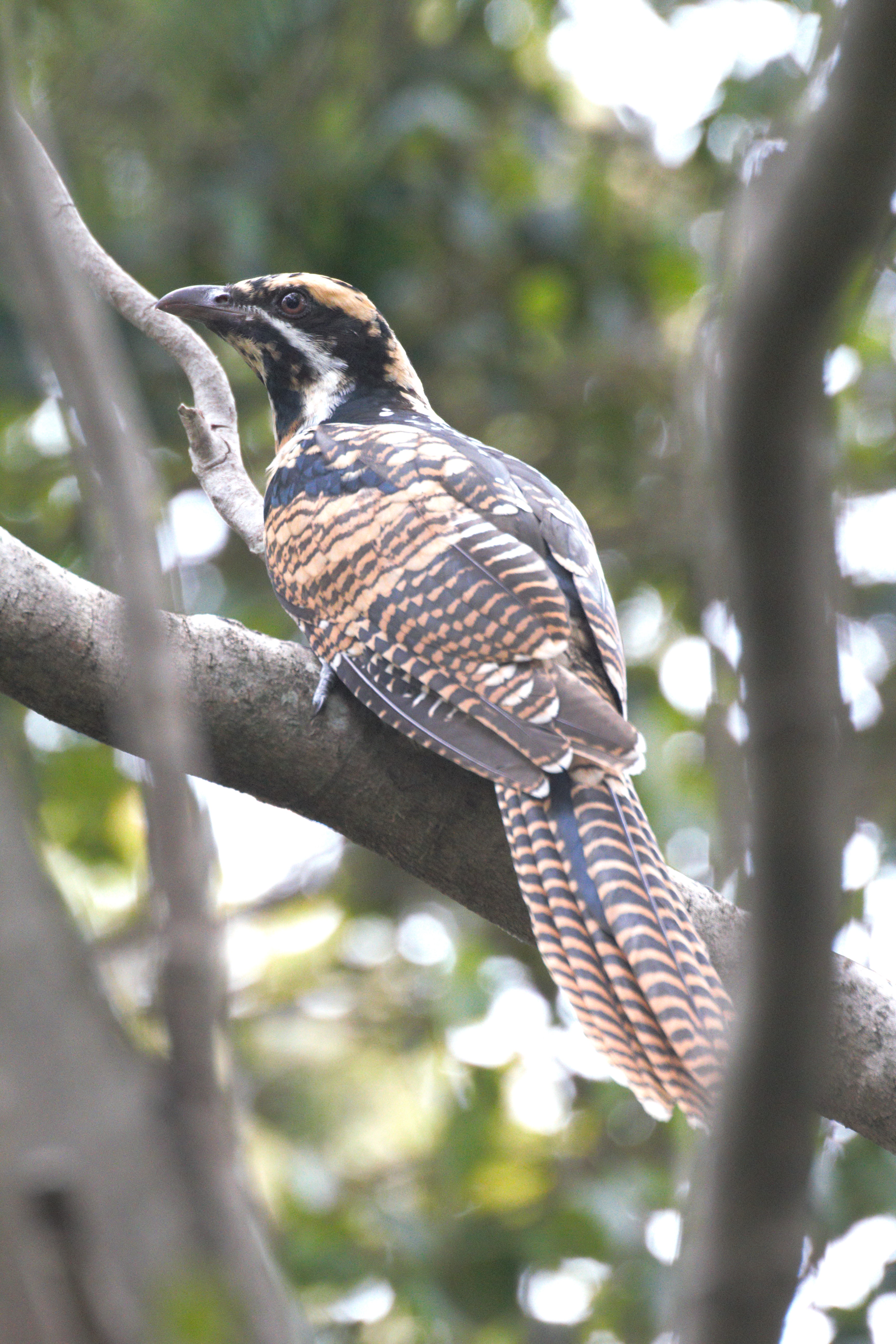 Juvenile common koel