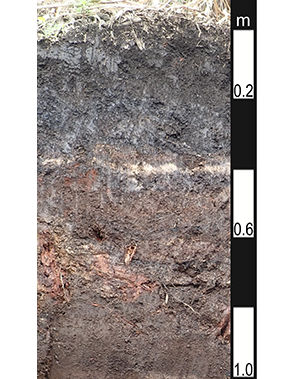 Organosol soil in Babinda, Queensland
