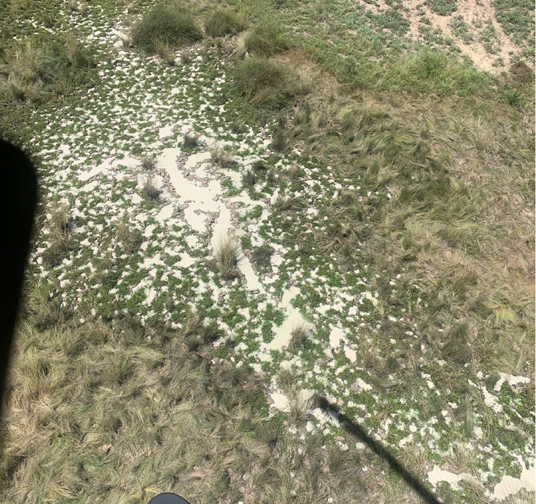 Photo of rooting damage.