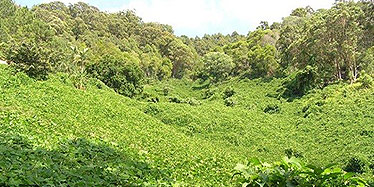 Kudzu vine infestation