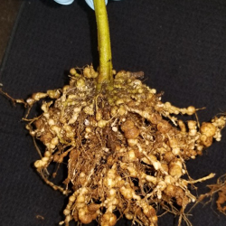 Close up of root affected by guava root-knot nematode