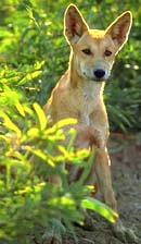 Dingo sitting behind a bush look at the camera