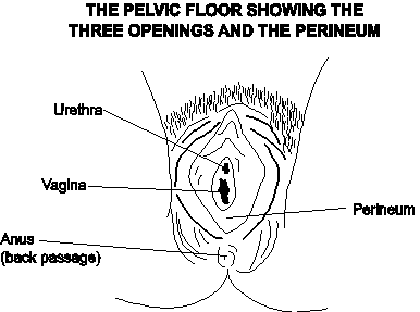 Female anatomy showing the perineum&rsquo;s position and the three openings &ndash; the urethra, vagina and anus (or back passage). The perineum is the firm area of skin located directly between the vagina and the anus.