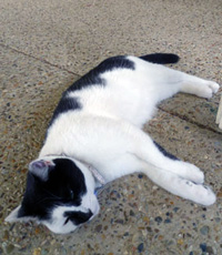 Lucy, Jan Christison&rsquo;s black and white cat, relaxes on her pebbled patio.