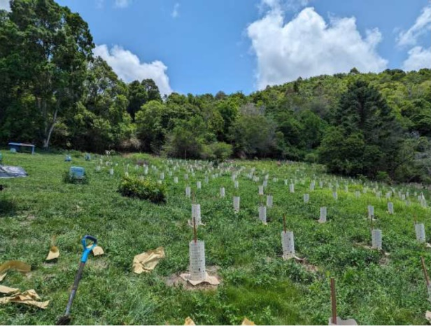 Photo of riparian zone and adjacent landslide revegetation
