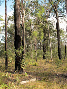 Eucalypt open forest 