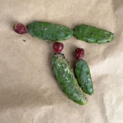 Close up of cactus plant with fruit
