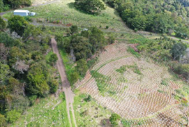 Photo of revegetation works.