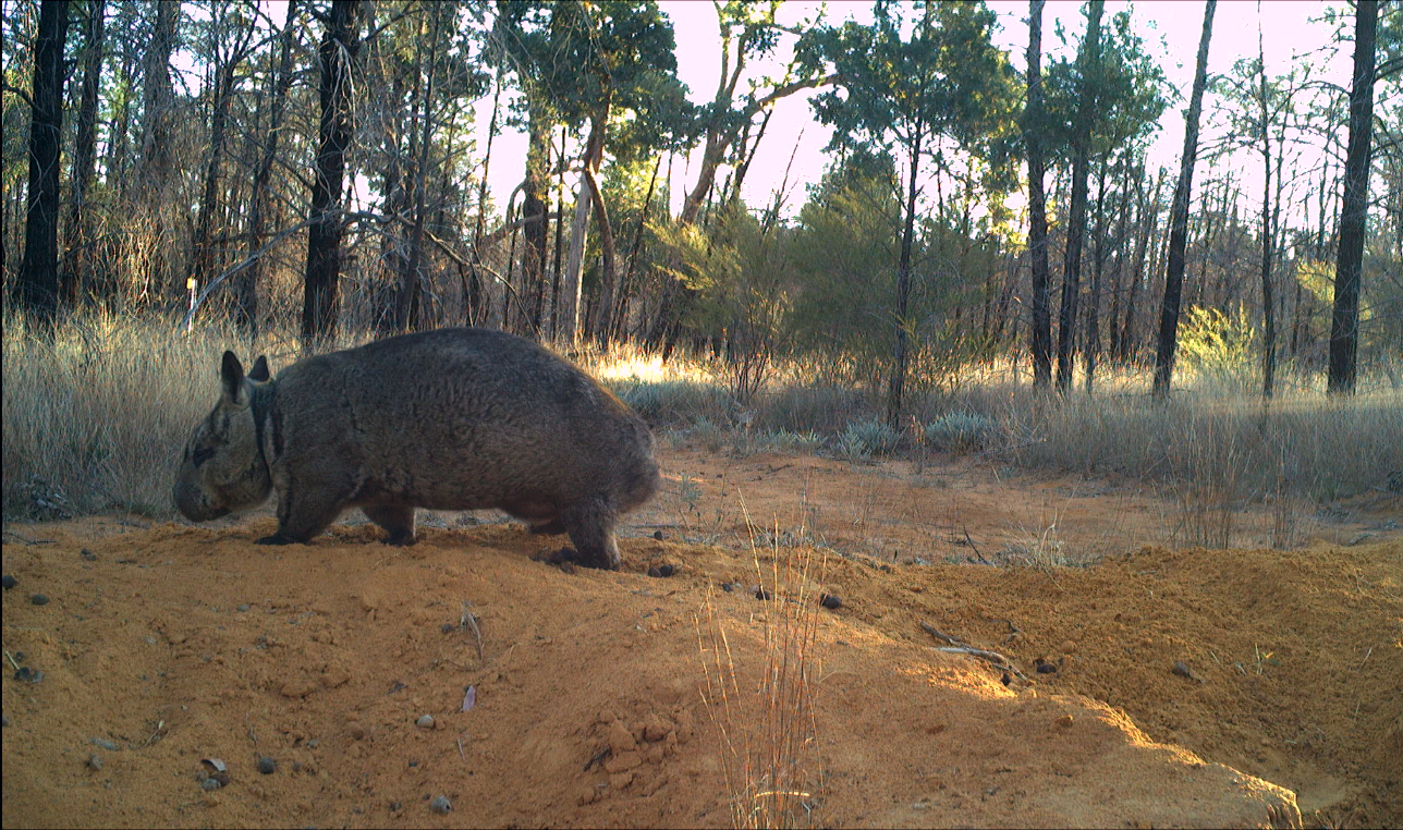 Northern hairy-nosed female wombat with joeys in pouch at Powrunna State Forest site in South West Queensland