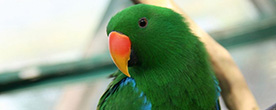 Image of a parrot