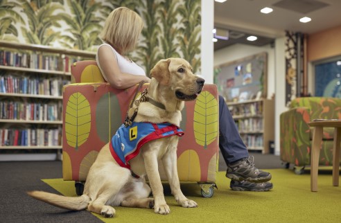 A trainee dog is pictured with an L plate on his vest. His trainer is seated behind him