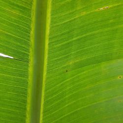 Banana plant leaf infected with banana bunchy top, with dark green on lighter green, dot-dash flecks and stripes, forming a characteristic 'hook' shape at the midrib