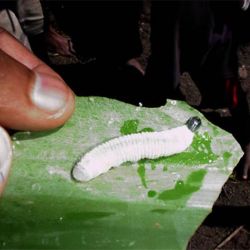 Larvae (Erionota thrax)