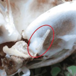 Cocoa pod borer larvae  