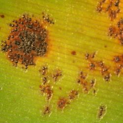 Close up of leaf with banana freckle 