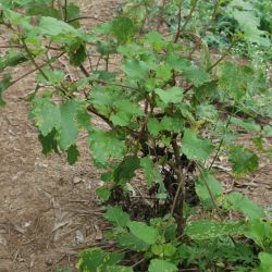 Noogoora burr plant