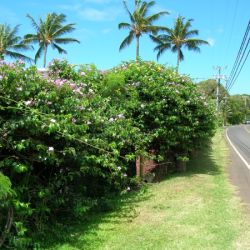 Purple rubber vine habit