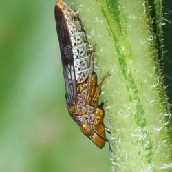 Adult glassy winged sharpshooter
