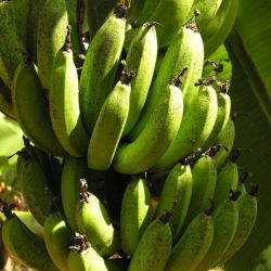 Banana freckle on bunch of bananas