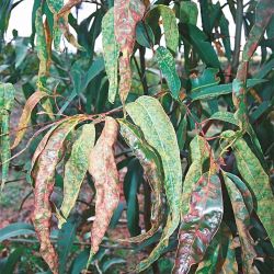 Blistering in spotted gum leaves caused by erinose mite