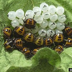 Brown marmorated stink bug eggs hatched