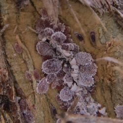 Coffee mealybugs